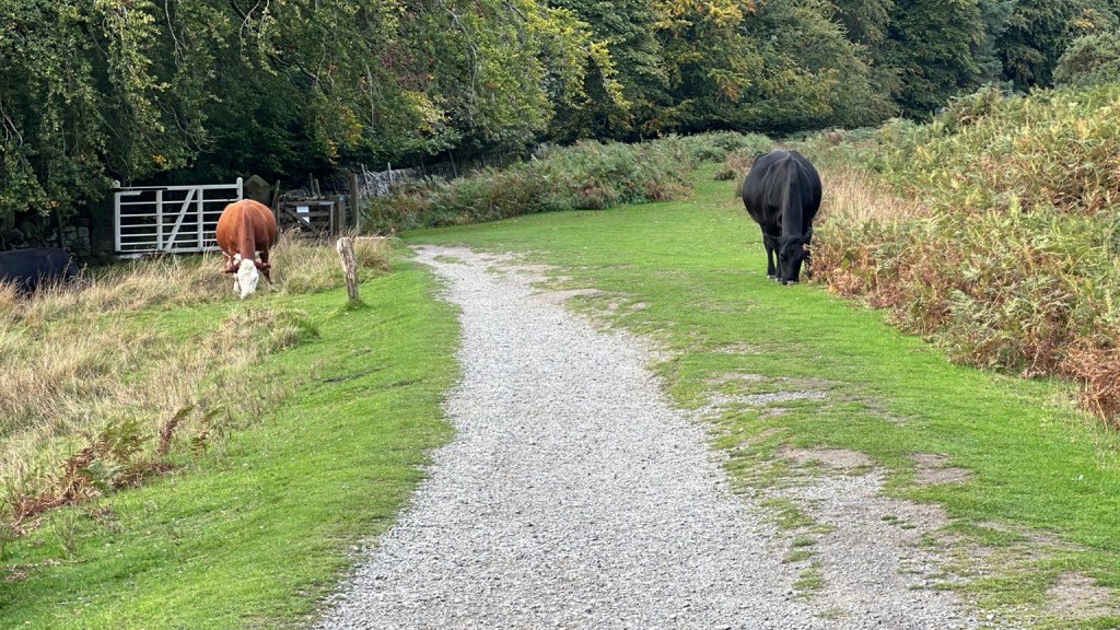 Cattle grazing beside a gravel path leading towards a gate and woodland.