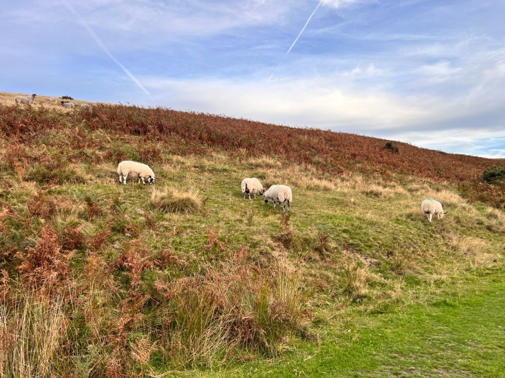 Sheep grazing beside a grassy path on a hillside covered in autumn bracken.