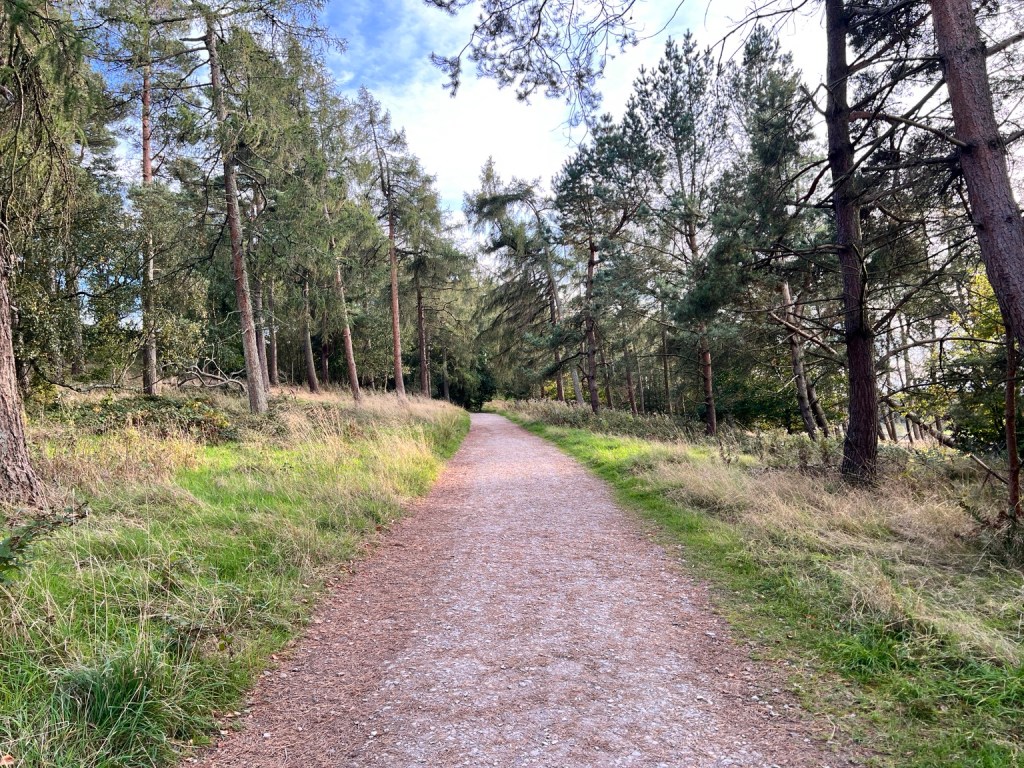 A gravel walking path winding between trees in the woodland at Longshaw Estate.